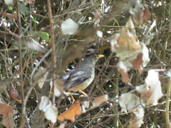 Turdus falcklandii magellanicus