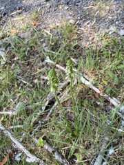 Brachystele unilateralis