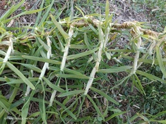 Pythium graminicola