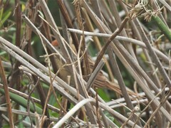 Spartonoica maluroides