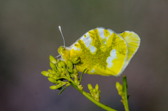 Zegris eupheme