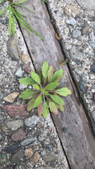 Arabidopsis thaliana