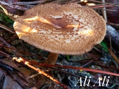 Cerioporus meridionalis