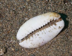 Lyncina vitellus