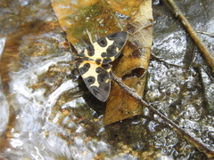 Pantherodes pardalaria