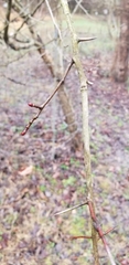 Crataegus macrosperma