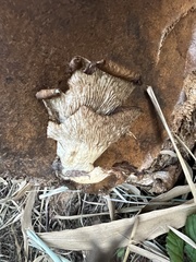 Pleurotus