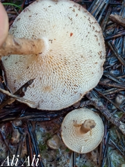 Cerioporus meridionalis