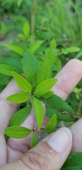 Forestiera acuminata