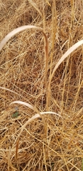 Sorghastrum