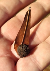 Amphibolips quercusracemaria