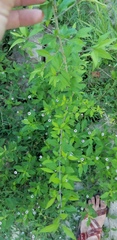 Forestiera acuminata