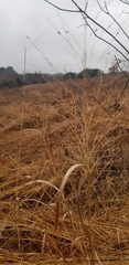 Sorghastrum