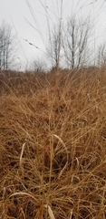 Sorghastrum
