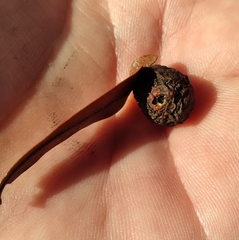 Amphibolips quercusracemaria