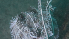 Macrorhynchia philippina