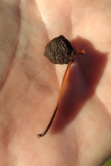 Amphibolips quercusracemaria