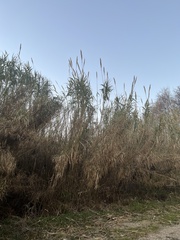 Arundo donax