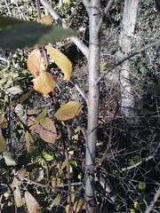 Ulmus minor