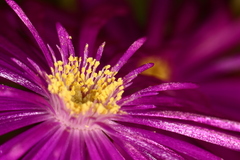 Lampranthus productus