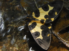 Pantherodes pardalaria