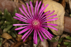 Lampranthus productus