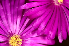 Lampranthus productus