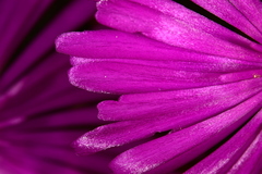 Lampranthus productus