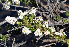 Escallonia virgata