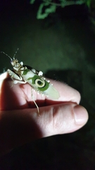 Pseudocreobotra wahlbergi