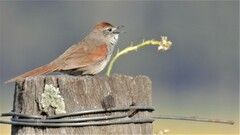 Synallaxis albescens