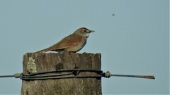 Synallaxis albescens