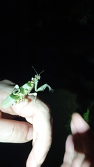 Pseudocreobotra wahlbergi