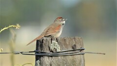 Synallaxis albescens