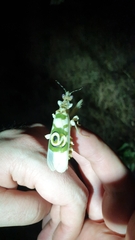 Pseudocreobotra wahlbergi