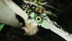 Pseudocreobotra wahlbergi