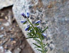 Polygala gnidioides