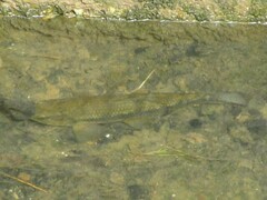 Tiger Characin photo 5