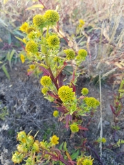 Grindelia integrifolia