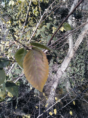 Ulmus minor