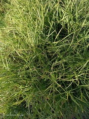 Pythium graminicola