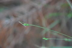 Kellochloa brachyantha