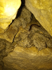 Pachyiulus flavipes