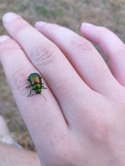 Chrysolina graminis