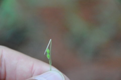 Kellochloa brachyantha