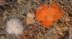 Cryptosula pallasiana