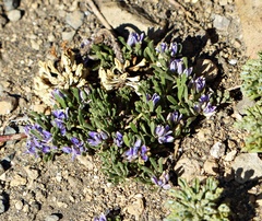 Polygala salasiana