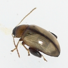 Psylliodes affinis