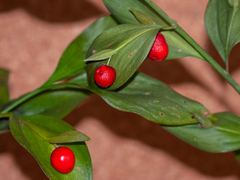 Ruscus hypoglossum