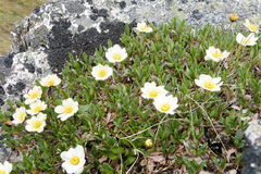 Dryas alaskensis